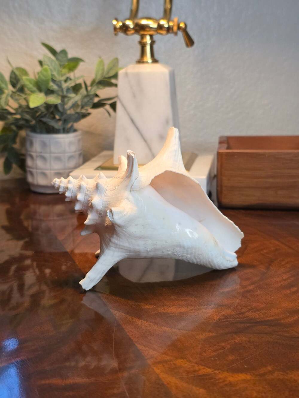 Spiny Conch Seashell Natural Ocean Nautical Decor